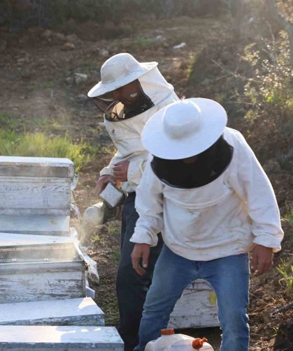 Aydın'da arı kolonileri gençleşiyor, arıcılar sezondan umutlu