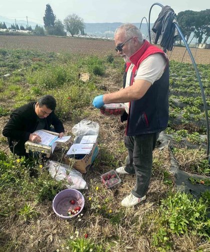 Aydın'da hasat öncesi çilek bahçeleri kontrol edildi