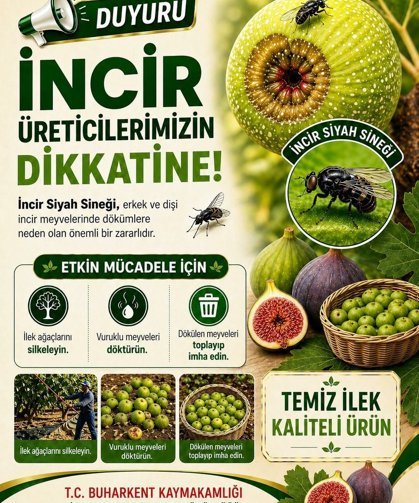 Buharkent'te incir üreticilerine siyah sinek uyarısı