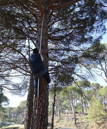 Ekmek parası için komando gibi ağaçlara tırmanıyorlar