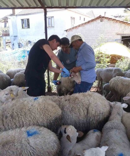 Karpuzlu'da küçükbaş hayvanlar kayıt altına alınıyor