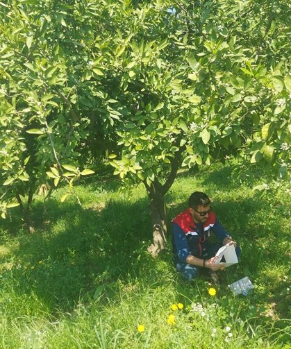 Koçarlı'da Akdeniz meyve sineğine karşı tuzaklı takip sürüyor