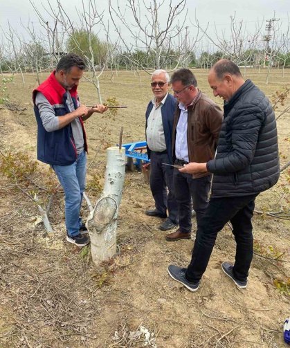 Koçarlı'da üreticilere 'Cevizde Aşılama' eğitimi verilecek