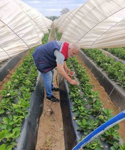 Köşk'te çilekte pestisit denetimi sürüyor