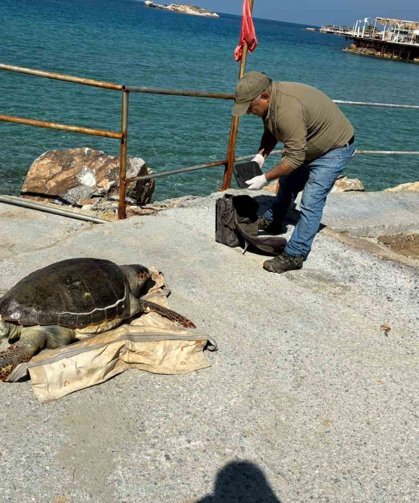 Kuşadası Körfezi'nde 'deniz kaplumbağası' alarmı