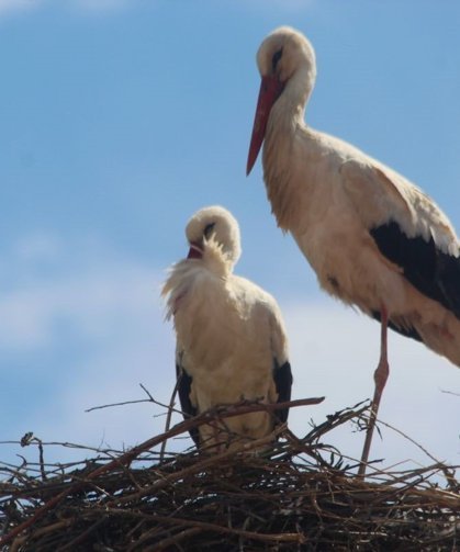 Kuşadası'nda 40 yıl sonra leylek sevinci
