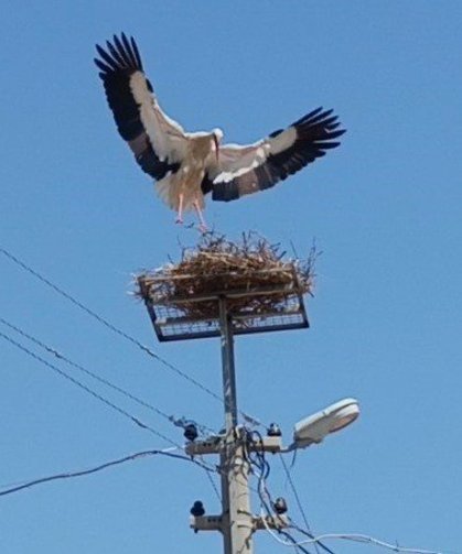 Sazlı'da leylekler yeni yuvasına kavuştu