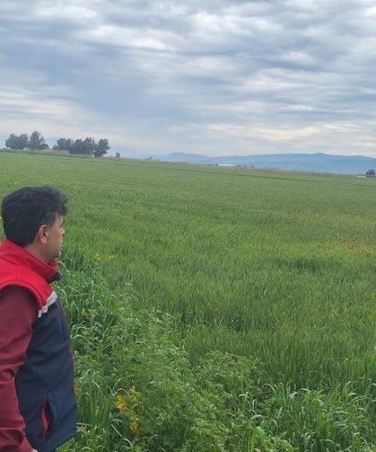 Söke'de hububat ekili araziler denetlendi