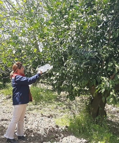 Tarım arazilerinde hastalık ve zararlı mesaisi