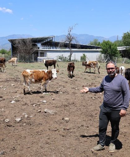 Yerli ırklar daha dayanıklı