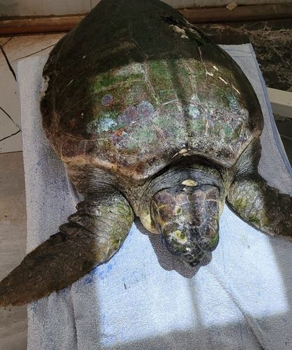 Yaralı caretta carettanın tedavisine başlandı