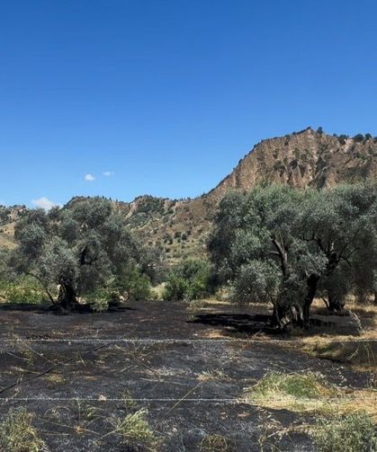 Nazilli'de zeytin bahçesi yangını