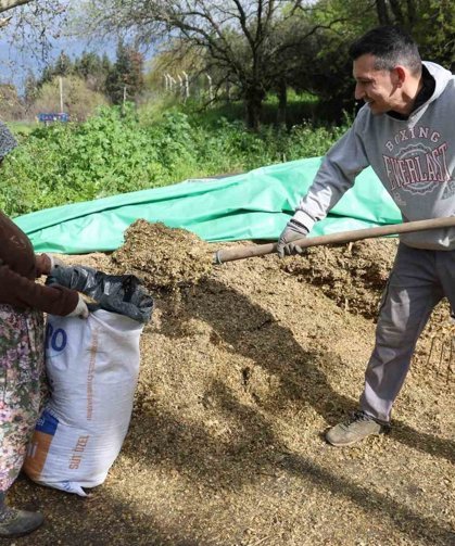 Aydın'da bahar bereketi, yağışlar hayvancılık sektörüne yaradı