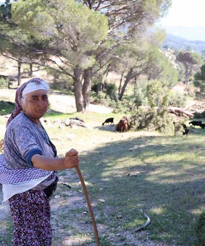 Beşparmak Dağları'nda çobanlığı terk etmeyen sadece Rukiye bacı kaldı