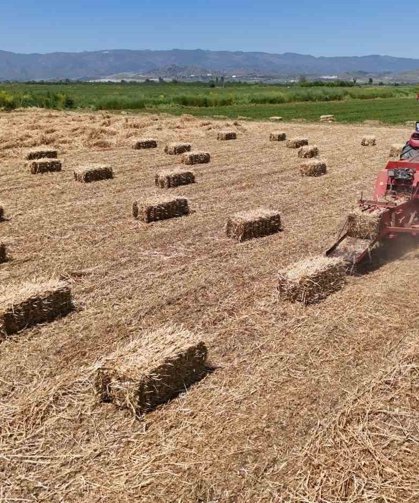 Çine Ovası'nda balya mesaisi başladı