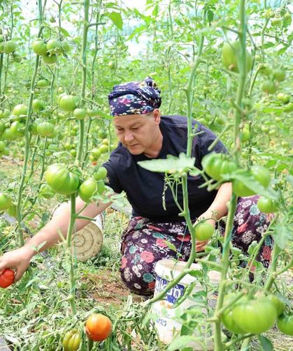 Dangalak domatesin hasadı başladı