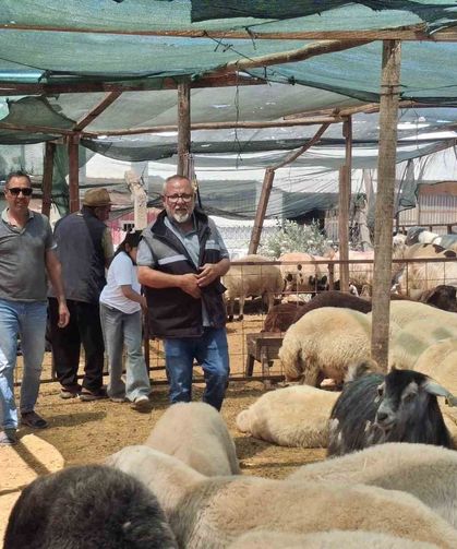 Didim'de kurbanlıklar satışta