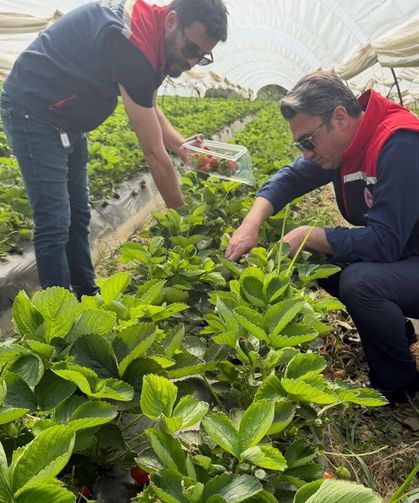 Koçarlı'da çilek bahçelerinde pestisit denetimi
