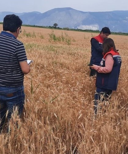 Söke'de hububat tarlalarında sıkı denetim