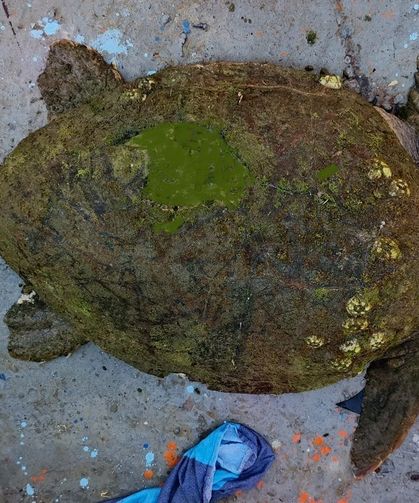 Yaralı Caretta caretta'ya yardım eli uzandı