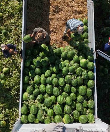 Aydın karpuzu için gün doğmadan sıraya giriyorlar
