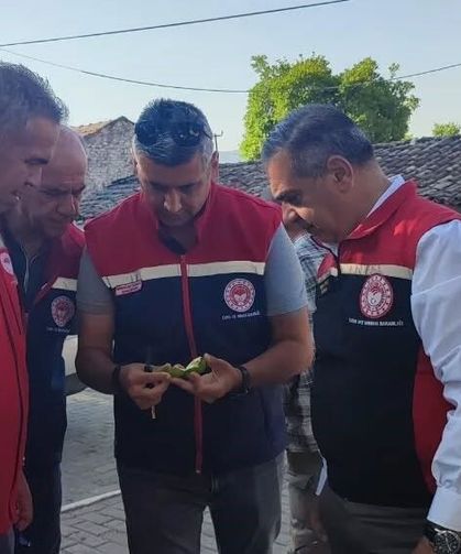 Aydın'da ilekleme sezonu yakından takip ediliyor