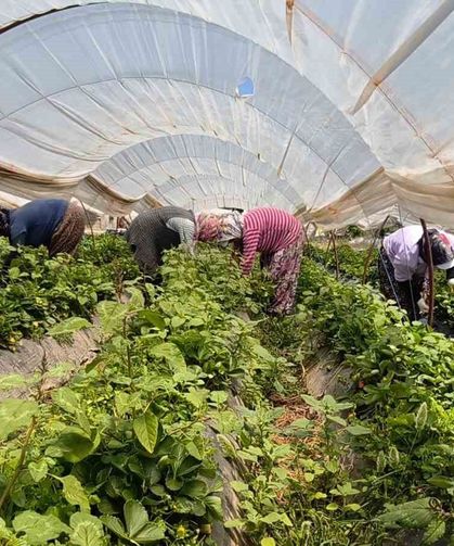 Aydın'da kavurucu sıcakta çilek mesaisi