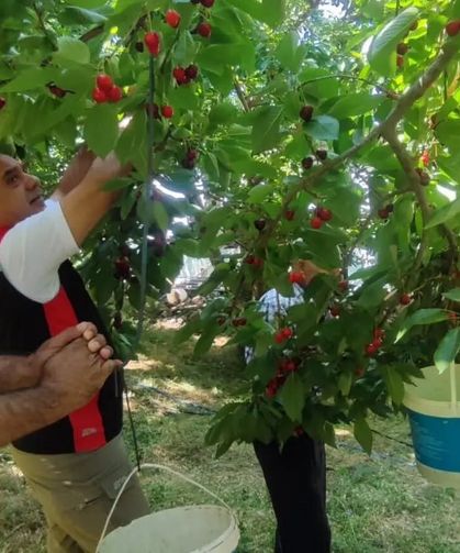 Aydın'da kiraz hasadı sürüyor