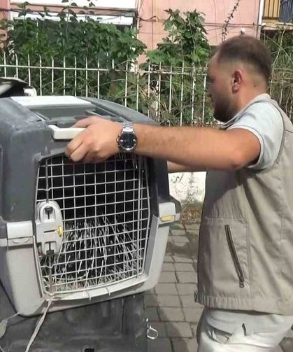 Aydın'da oklu kirpi operasyonu