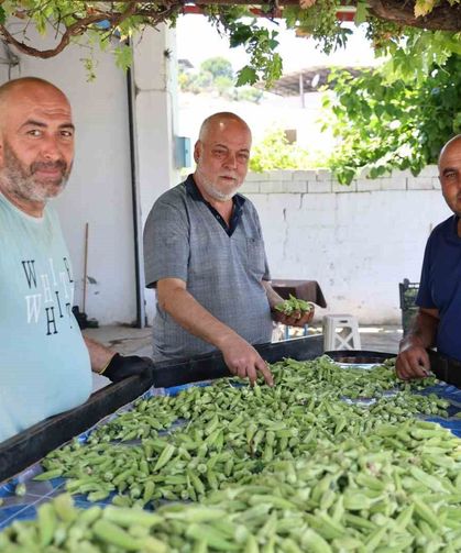 Aydın'ın bamyası Türkiye'nin dört bir yanına gönderiliyor