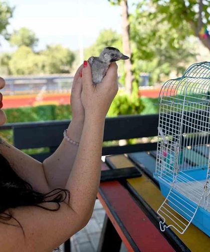 Kuşadası Belediyesi yuvadan düşen ala karga yavrusuna sahip çıktı