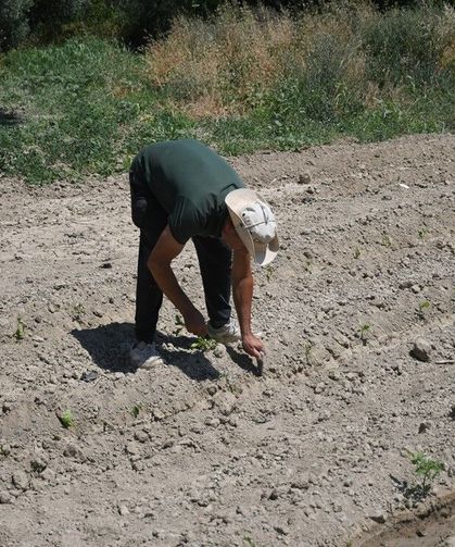 Kuşadası'nda Adabahçe yaz hasadına gün sayıyor