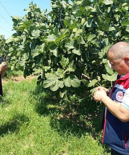 Kuyucak'ta incir üreticilerine zararlı uyarısı