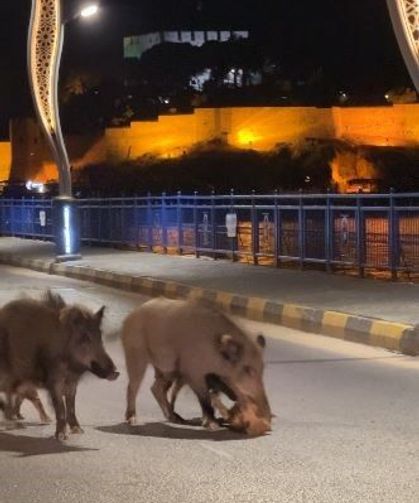 Turizm kentlerini istila eden domuz sorunu her geçen gün büyüyor