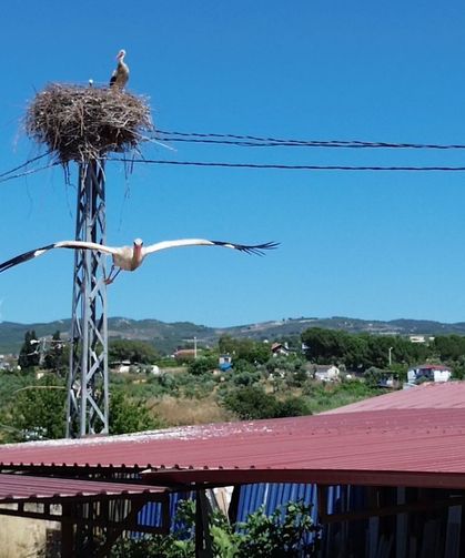 Uzun aradan sonra Kuşadası'na yuvalanan leylek çiftinin yuvası havadan görüntülendi
