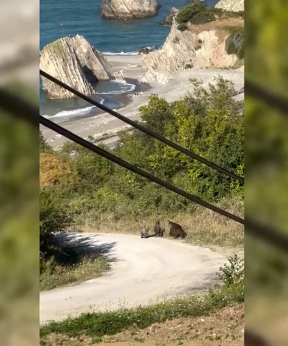 Aç kalan ayıların yiyecek arama anları böyle görüntülendi