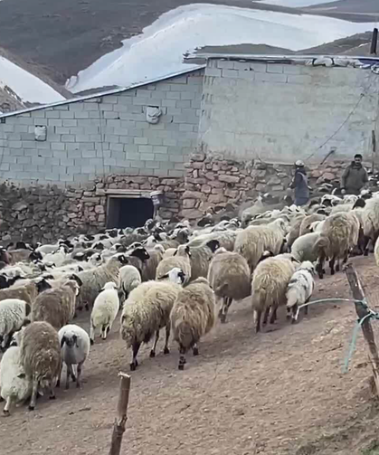 Koyun sayısı yüzde 6 arttı