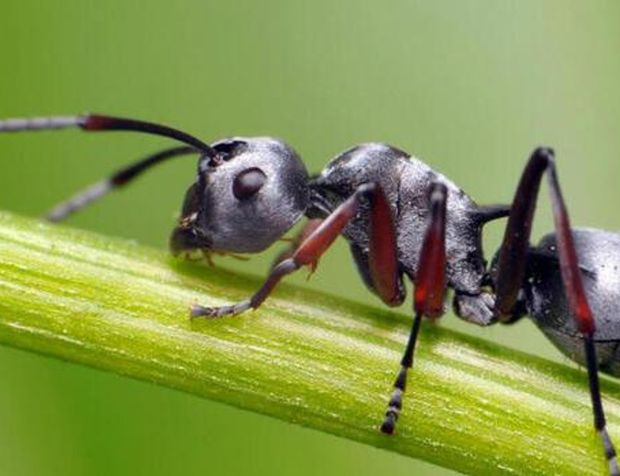 Dünyanın konuştuğu araştırma: Kanseri koklayabilen karıncalar
