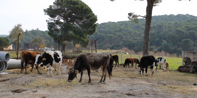 Onlar sadece süt veren inek değil, aynı zamanda ormanları yangınlardan koruyan görevliler