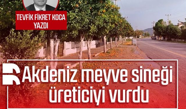 Tevfik Fikret Koca yazdı: Akdeniz meyve sineği üreticiyi vurdu