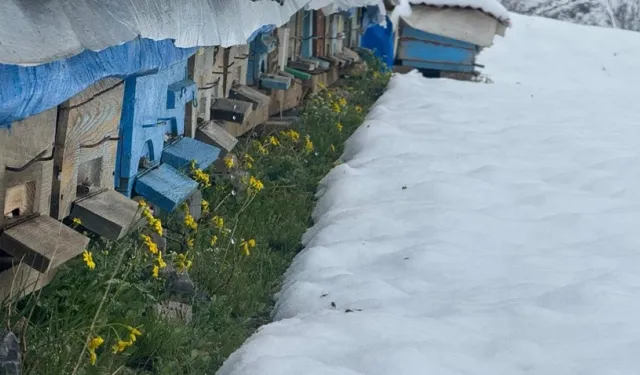 Şırnak'ta yalancı bahar nedeniyle binlerce arı telef oldu
