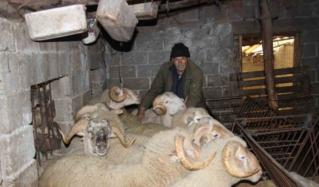 Yıllarca Türkiye’nin her yerini dolaşan kamyon şoförü huzuru koyunlarda buldu