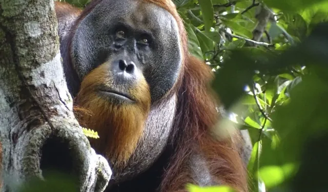 Çin'in 'panda diplomasisi' gibi Malezya 'orangutan diplomasisi' yapacak
