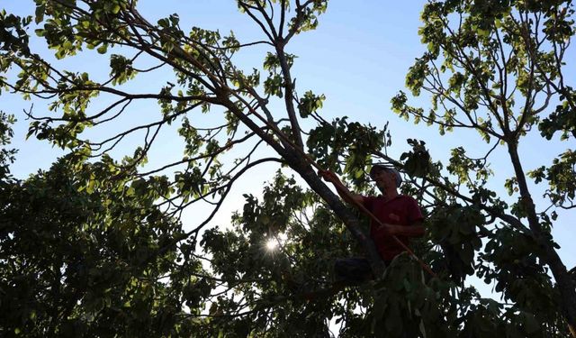 İncirde hasat başladı, üreticiler sezondan umutlu