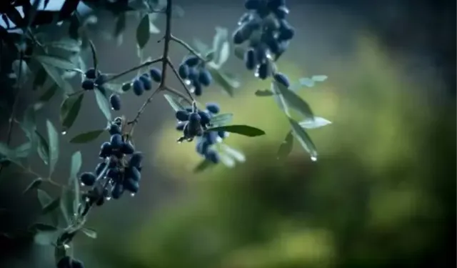 Rüyada zeytin toplamak ne anlama gelir?