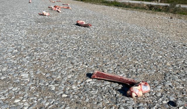 İncirliova'da Sokak Hayvanlarını Düzensiz Şekilde Besleyenler Çevre Sağlığını Tehlikeye Atıyor