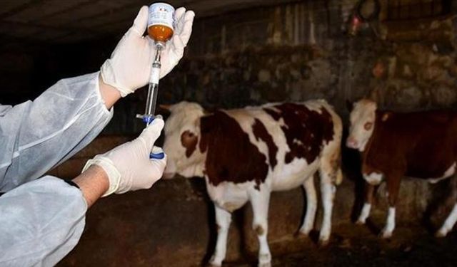 Almanya'da Şap Hastalığı Alarmı: Brandenburg'da Tespit Edildi