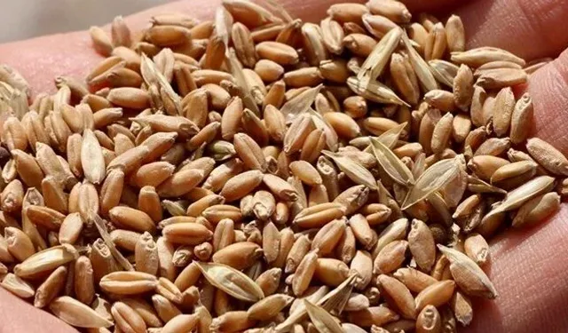9 Gülek Buğday Ne Demek?