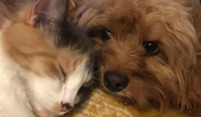 Kedi Ve Köpeklerle İlgili Yönetmelikte Değişiklik