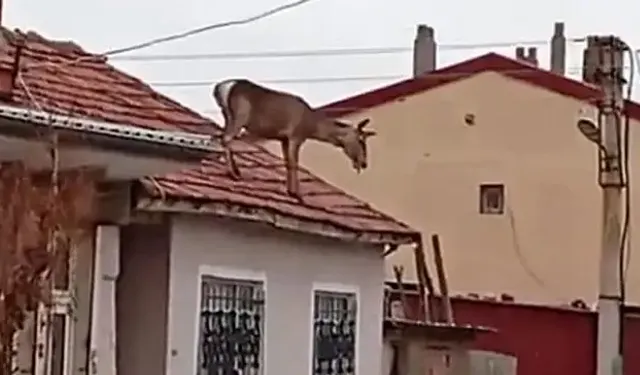 Kızıl geyik olayı ne anlama geliyor? Afyonkarahisar'da Kızıl geyik olayı ne?